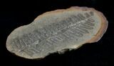 Fern Fossil From Mazon Creek - Million Years Old #2157-1